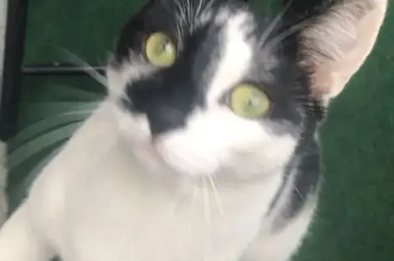 Animaux perdus Laon, photo: Chat perdu rue Lecarlier, Laon