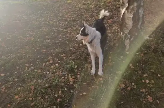 Chien trouvé Irigny, photo: Chien blanc et noir trouvé à Irigny