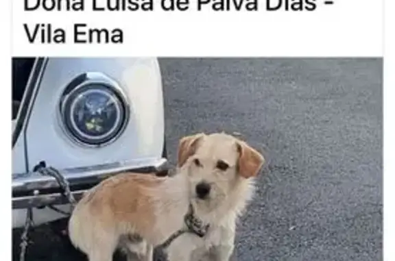 cachorro desaparecida