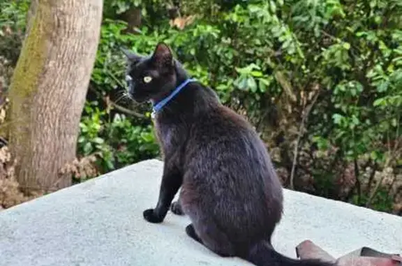 Chat perdu, Lembras, photo: Chat perdue, collier rouge, secteur Lembras