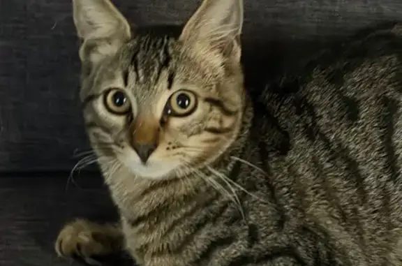 Animaux perdus Sérignan, photo: Chaton tigré perdu, 5 mois, Sérignan