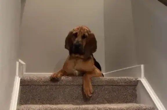 Lost pets Charlotte, photo: Lost: Friendly Bloodhound Puppy in Charlotte