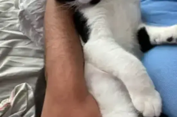 Missing cat Orlando, photo: Help Find Shammy: Lost Tuxedo Cat in Orlando