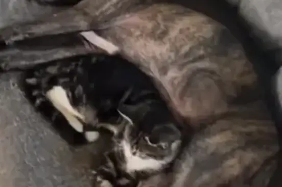 Lost: Gray Dog, 7 Months, Flintville Road