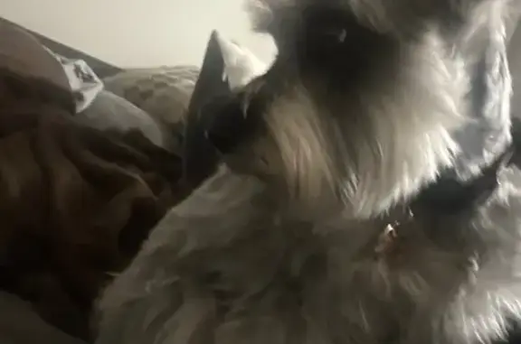 Lost Mini Schnauzer on 24th Ave, Nashville