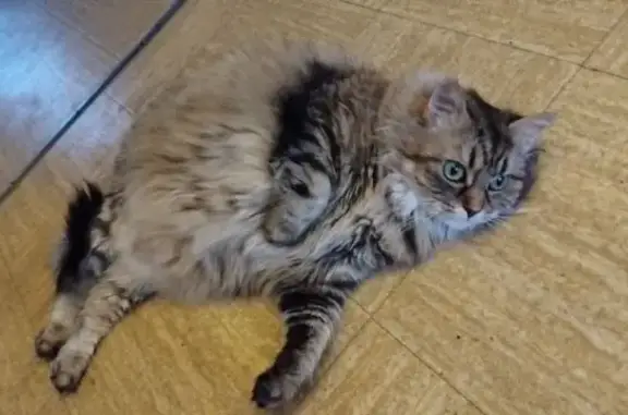 Chatte angora tigrée perdue à Mandeure - photo