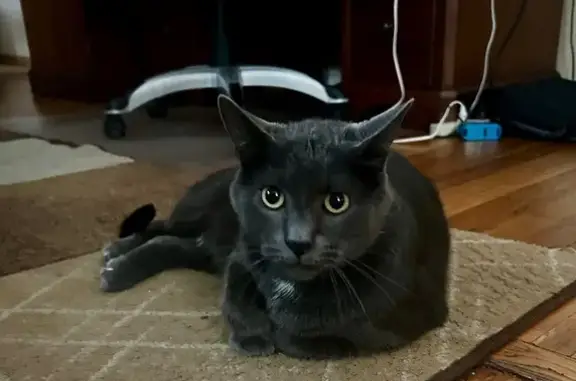 Lost Cat: Gentle, Post-Surgery, East 35th