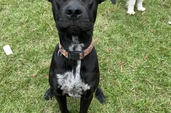 Lost Dog: Friendly Black Pup on Airport Rd