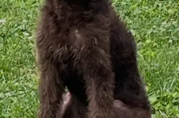 Lost Dog on Main St, Pleasant View