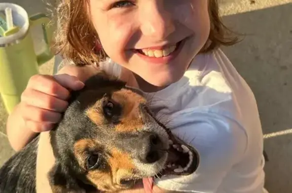 Help Find Piper: Lost Near Hebron Vet