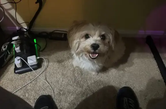 Found Dog: Blonde, Short Tail, Belcamp