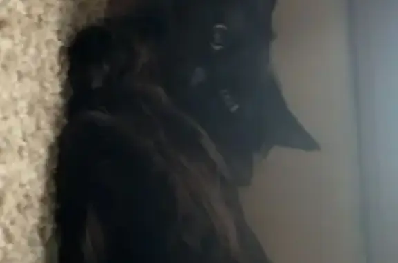Lost Fluffy Black Cat: Spradling Ave