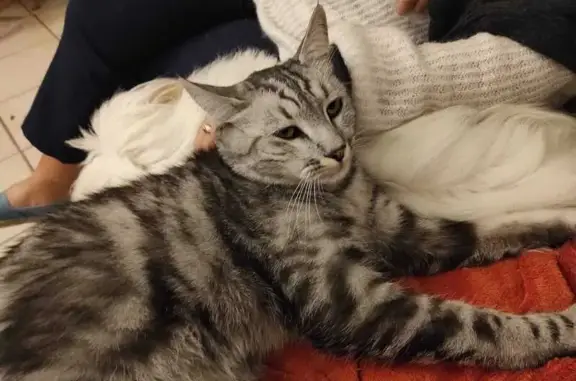 Chat perdu, Les Sables-d'Olonne, photo: Chat perdu : tigré gris/blanc, 3 ans, 6kg