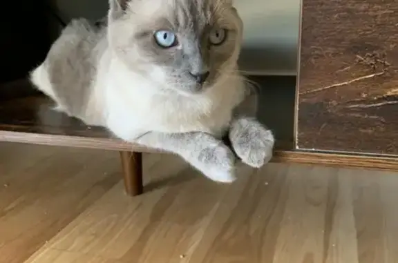 Lost Siamese Mix Cat: North 16th Dr, PHX