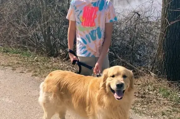 Lost pets Grand Rapids, photo: Lost: Gentle Giant Golden Retriever