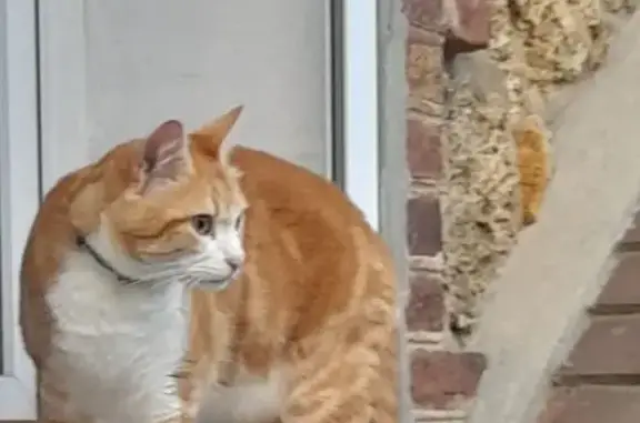 Chat perdu, , photo: Chat roux perdu à Sainte-Gemme-Moronval