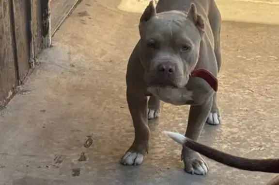 Lost pets Amarillo, photo: Lost Dog: Friendly, Red Collar, Amarillo