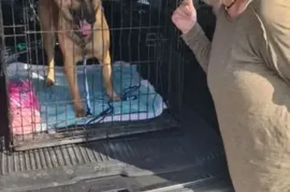 Lost Timid Brown Shepard Mix in Coral Springs