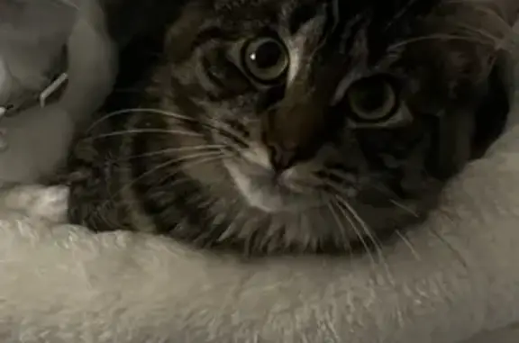 Lost: Friendly Black Cat w/ Brown Spots