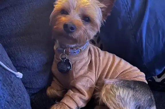 Lost Yorkie: Morse Rd, Columbus Area