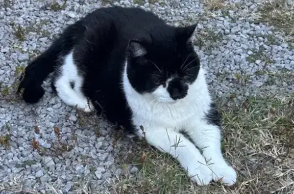 Lost pets Murfreesboro, photo: Lost Tuxedo Cat: Black & White Beauty