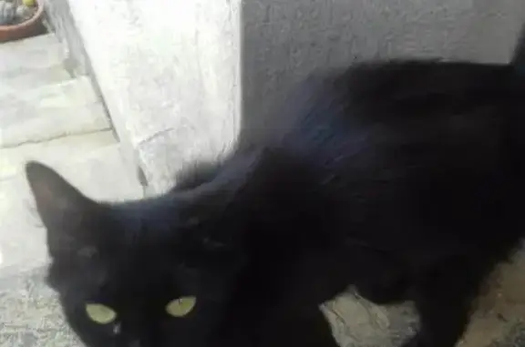 Chatte noire perdue, Lili, La Trinité - photo