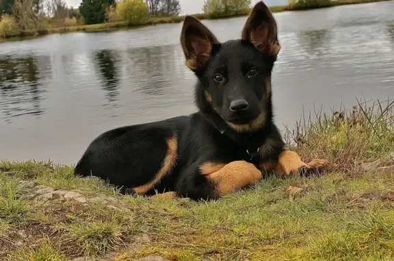 Chien perdu , photo : Chienne perdue noir et feu Laqueuille