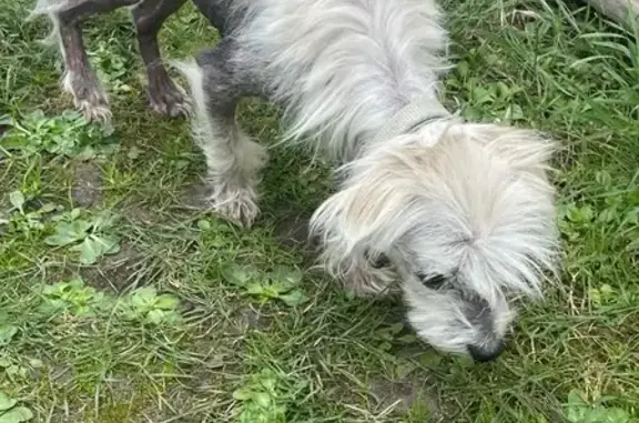 Chien trouvé Nouvelle-Aquitaine, photo: Chien trouvé à Beychac-et-Caillau