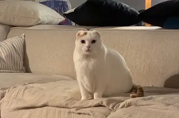 Chat perdu blanc/roux, oreilles coupées, Vannes - photo
