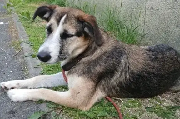Chien perdu à Libourne dimanche soir - photo