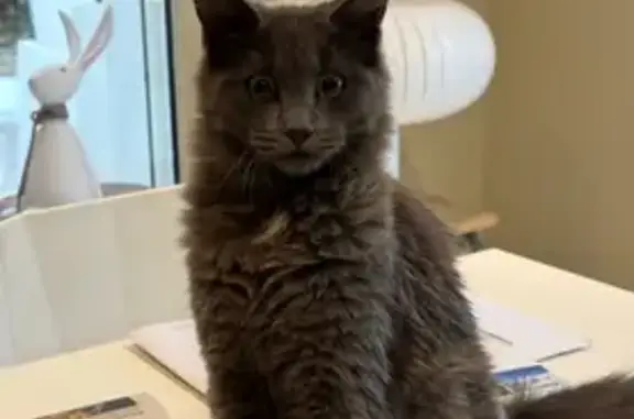 Animaux trouvés Concarneau, photo: Chatte grise sociable trouvée à Concarneau