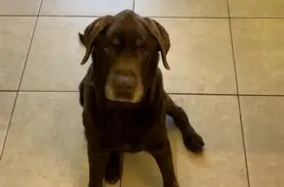 Chien perdu: Labrador chocolat, 15 ans, sourd - photo