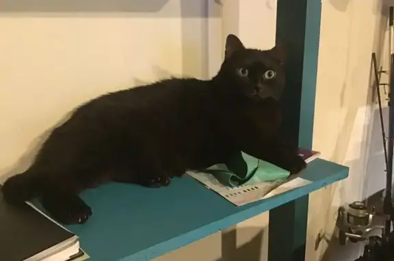 Chat noir/chocolat perdu, yeux verts, Lagardiolle - photo