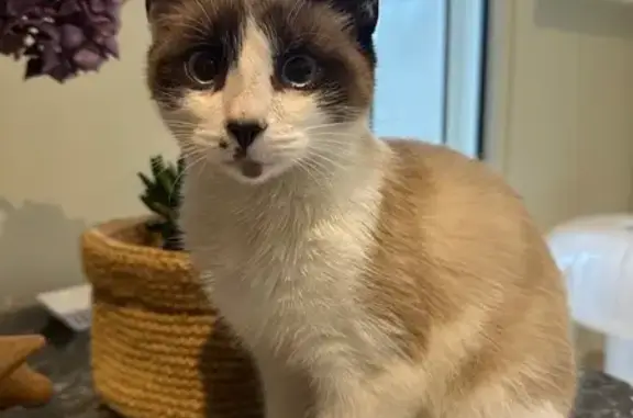 Animaux trouvés Concarneau, photo: Chats trouvés Impasse de Broglie, Concarneau