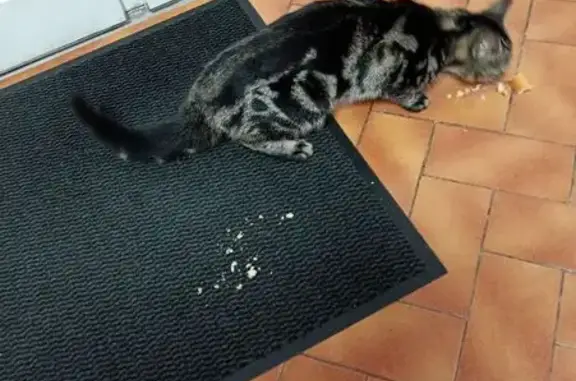 Animaux trouvés , photo: Jeune chat tigré mâle trouvé à Octeville