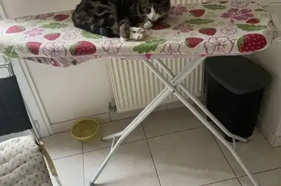 Chat tricolore perdu, 17 ans, Bordeaux - photo