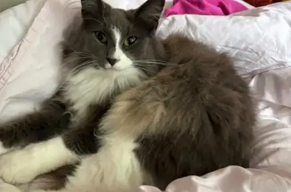 Animaux perdus Verrières-le-Buisson, photo: Chatte grise et blanche perdue à Verrières