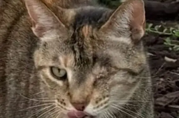 Lost One-Eyed Cat in Miami - Help Find Her!