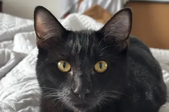 Gatos perdidos, Santander, foto: Se Busca: Gato Negro Perdido en Santander