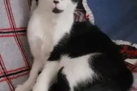 Animaux perdus Gournay-en-Bray, photo: Chatte perdue, noire et blanche, Gournay-en-Bray