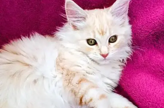 Gatos perdidos, , foto: Gatito Perdido: Pelo Largo Crema en Busot