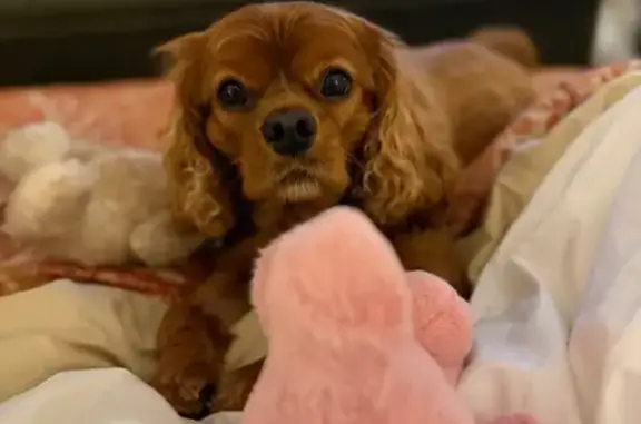 Lost Dogs in Sandy Springs: Help Needed!