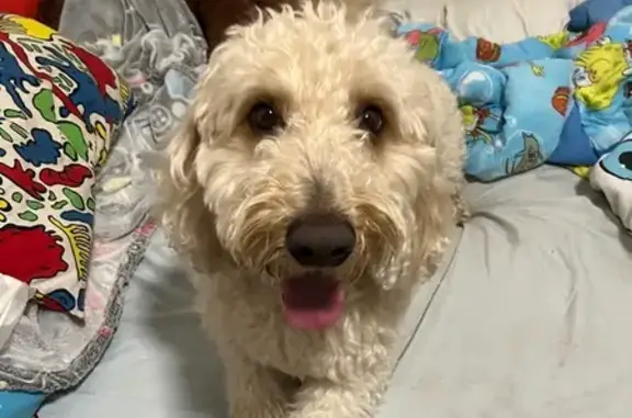 Lost Mini Golden Doodle in Chicago
