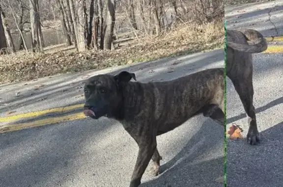Friendly Brindle Dog Found on Kent Trails