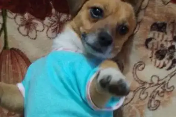 Зникла руденька собака в Томаківці