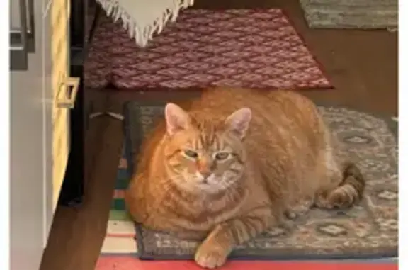 Lost: Diabetic Yellow Cat in Olathe