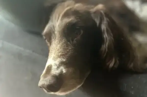 Chien perdu , photo : Chien perdu marron/blanc, Torfou