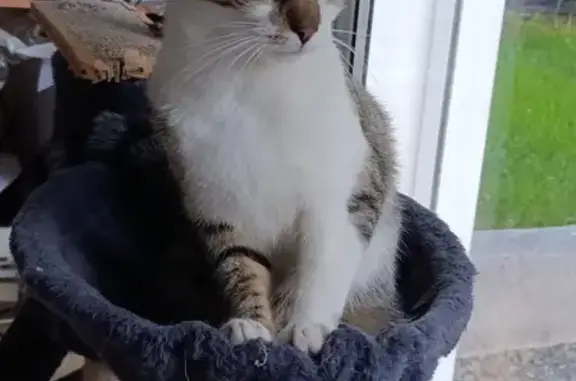 Animaux perdus Ambazac, photo: Chat perdu : Olaf, gris tigré et blanc