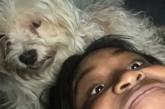 Lost Dog: Shaggy with Beard & Rash