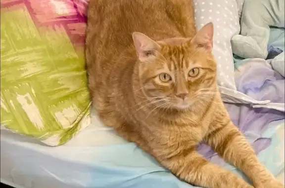 ¡Gato Naranja Perdido en Santa Coloma!